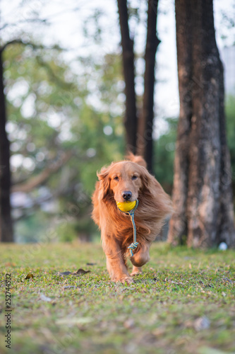 Golden Retriever dogs play in Park Meadows