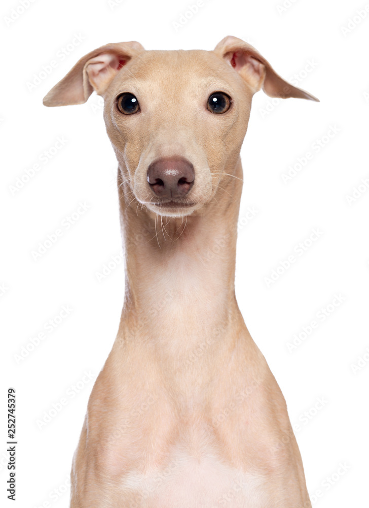 Italian greyhound Dog  Isolated  on White Background in studio