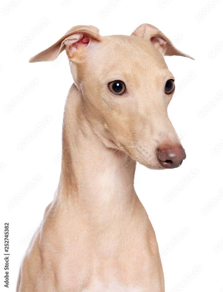 Italian greyhound Dog  Isolated  on White Background in studio