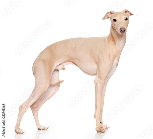 Italian greyhound Dog Isolated on White Background in studio