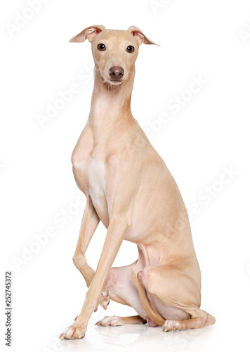 Photo Italian greyhound Dog  Isolated  on White Background in studio