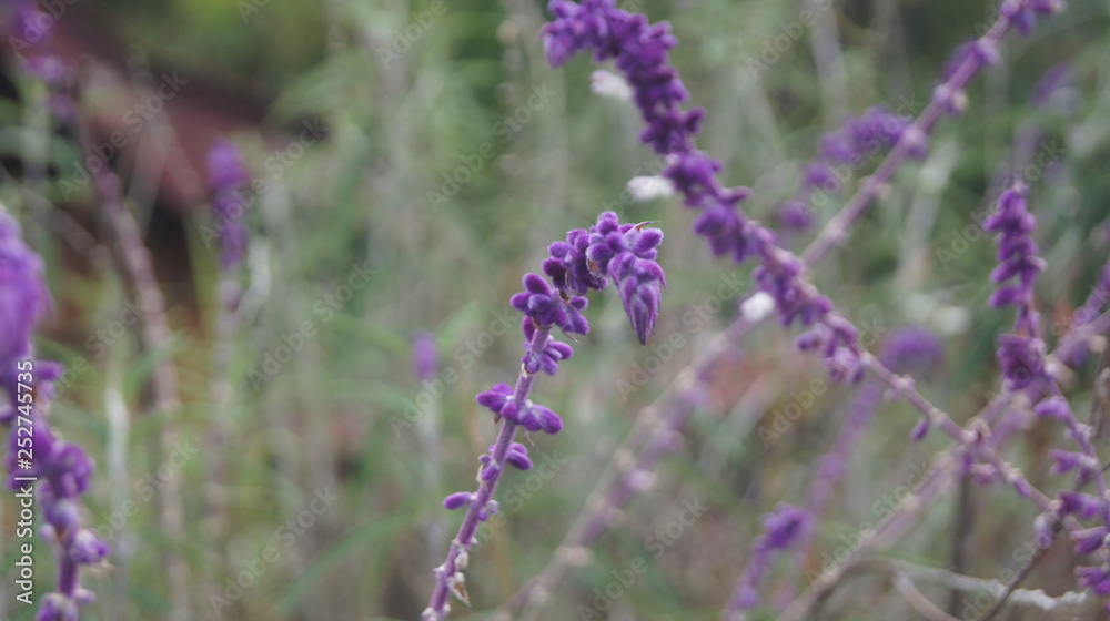 Obraz premium LAVANDA