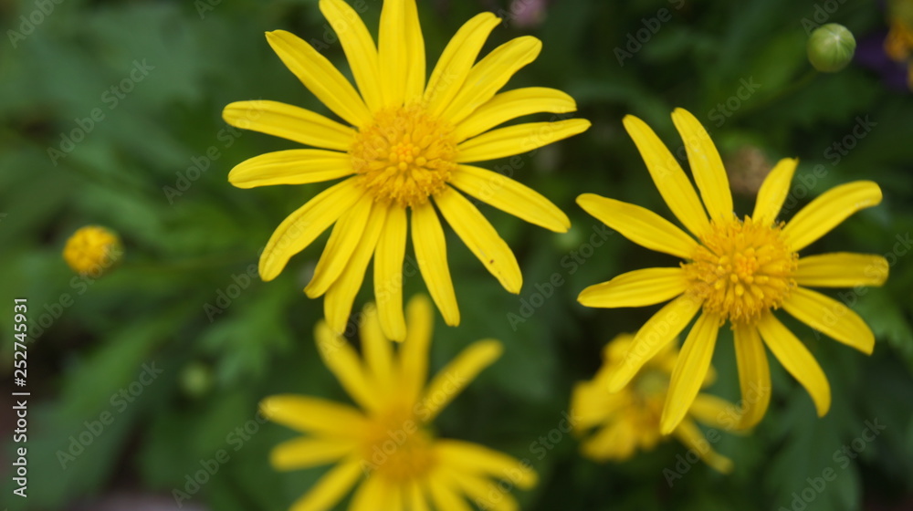 Fototapeta premium MARGARITAS