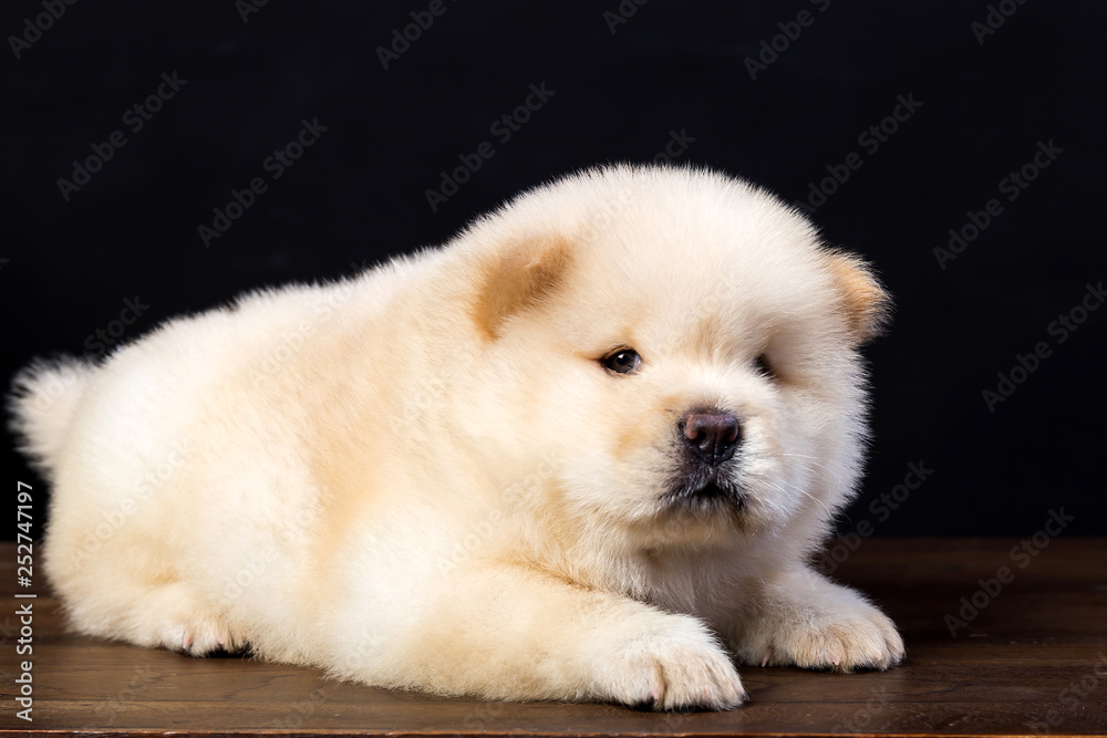 fluffy chow-chow puppy(40 day)