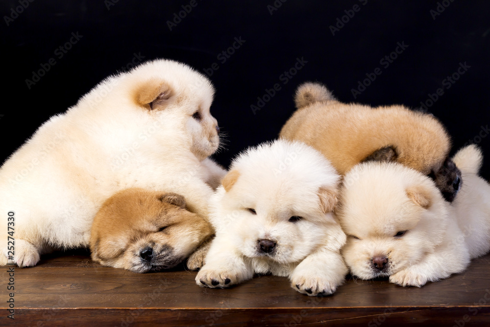 fluffy chow-chow puppy(40 day) fluffy chow-chow puppy(40 day)