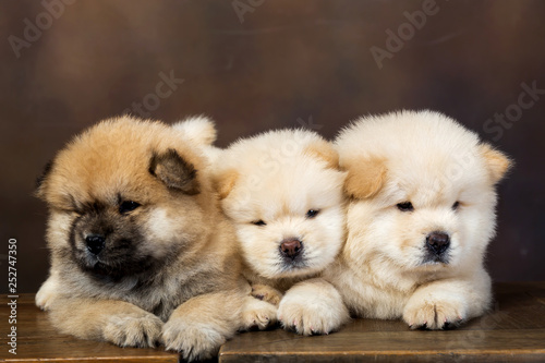 fluffy chow-chow puppy(40 day)