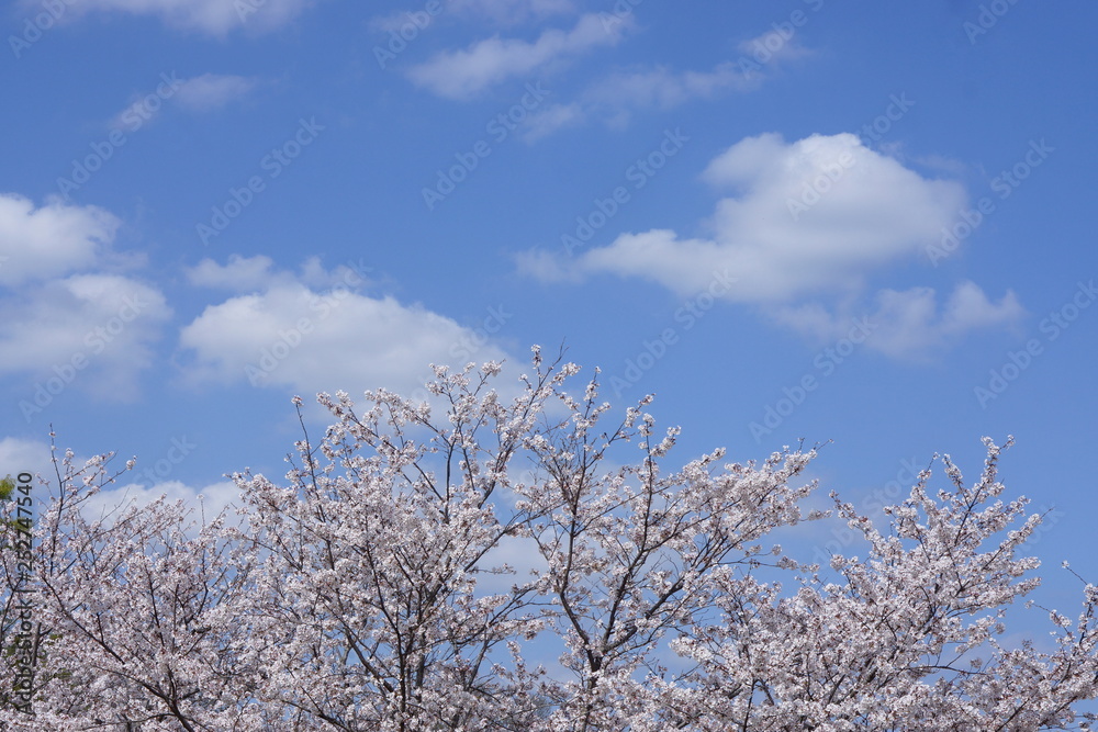 桜と青空と白い雲