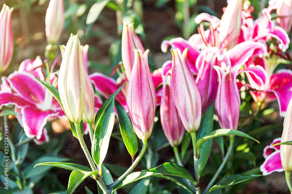 Beautiful pink lilies spring flower in garden of morning sunlight