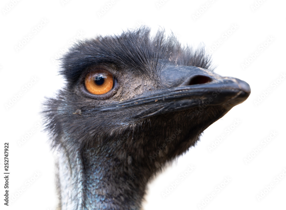 Portrait of Australian Emu bird (Dromaius novaehollandiae) isolated on  white background. Stock Photo | Adobe Stock