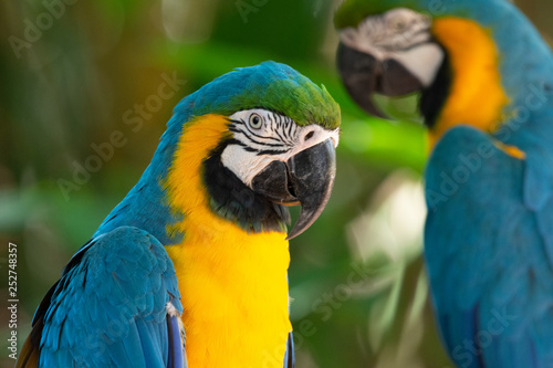 Colorful red, yellow and blue macaws in Parque das Aves (Birds Park) n the city of Foz do Iguaçu, close to the Iguazu Falls, Parana State,the South Region of Brazil.