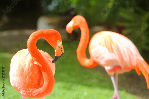 Pink Flamingo in nature