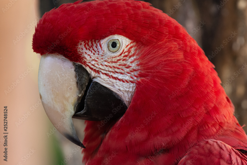 Colorful red, yellow and blue macaws in Parque das Aves (Birds Park) n the city of Foz do Iguaçu, close to the Iguazu Falls, Parana State,the South Region of Brazil.