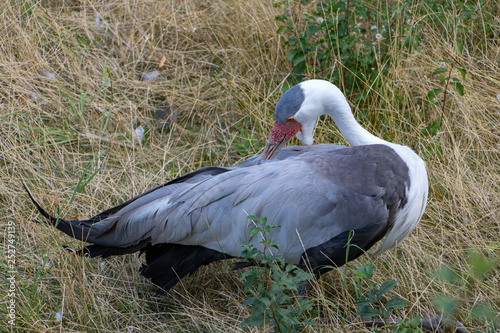 Wattled crane (Bugeranus carunculatus) in nature. photo