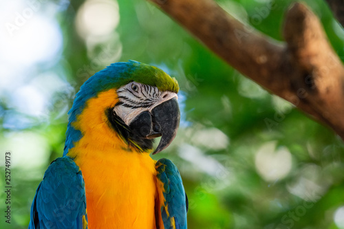 Colorful red, yellow and blue macaws in Parque das Aves (Birds Park) n the city of Foz do Iguaçu, close to the Iguazu Falls, Parana State,the South Region of Brazil.