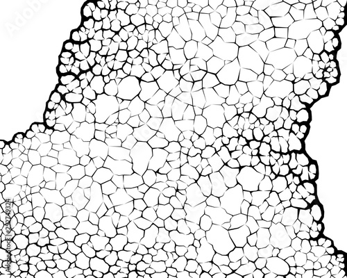 Earth cracks or plant roots on white background. Concrete wall Texture. Cracked pattern design vectors in polygon style.