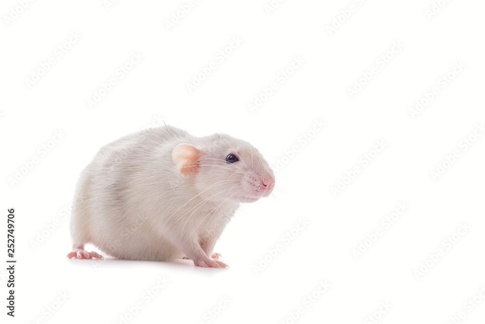 White domestic dumbo husky rat isolated on white background. Fat pregnant rat White domestic dumbo husky rat isolated on white background. Fat pregnant rat