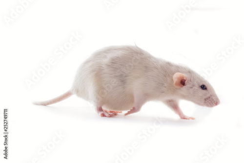 White domestic dumbo husky rat isolated on white background. Fat pregnant rat