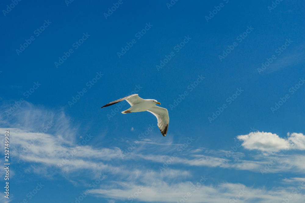 White gull flying Lower New York Bay White gull flying Lower New York Bay