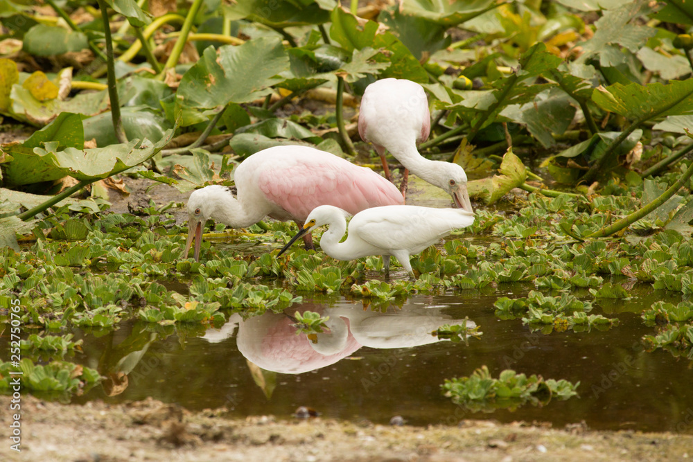 Obraz premium Juvenile roseate spoonbill feeding at Orlando Wetlands Park.