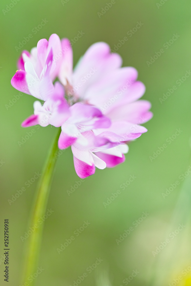 Fototapeta premium レンゲ