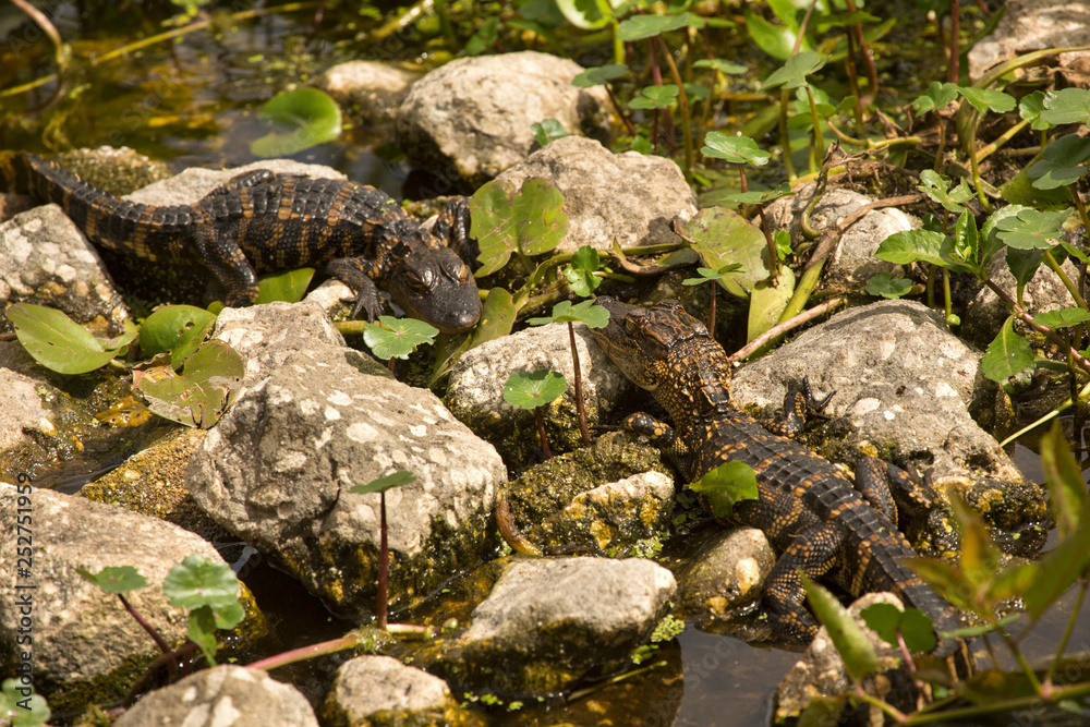 Obraz premium Baby alligators sunning on rocksat Orlando Wetlands Park.