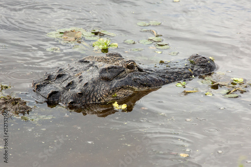 Head of an alligator floating just above the water in Florida. © duke2015