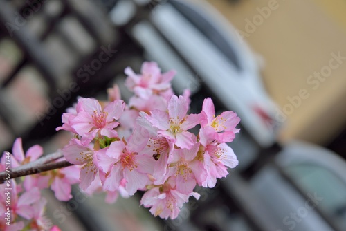 Kawazu cherry blossoms(Prunus lannesiana cv. Kawazu-zakura) photo