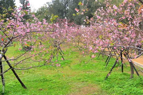 Kawazu cherry blossoms(Prunus lannesiana cv. Kawazu-zakura) photo