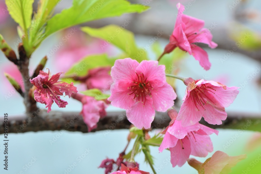 Fototapeta premium Kawazu cherry blossoms(Prunus lannesiana cv. Kawazu-zakura)