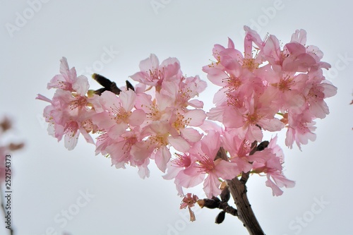Kawazu cherry blossoms(Prunus lannesiana cv. Kawazu-zakura)