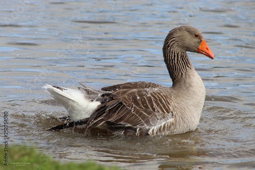 Gray goose © Amanda