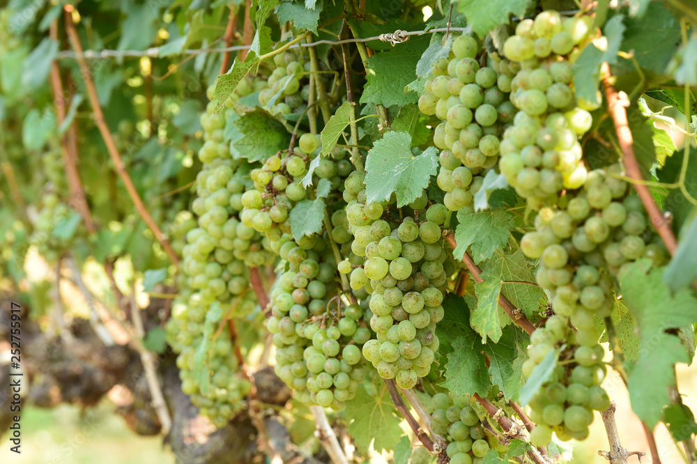 Vine and bunch of white grapes in garden