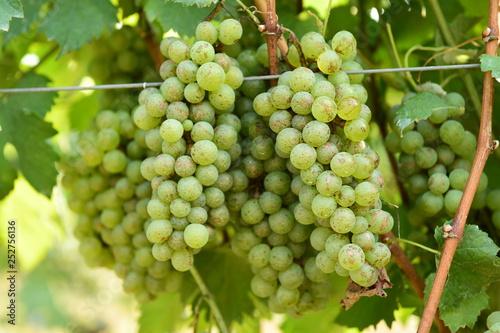 Vine and bunch of white grapes in garden