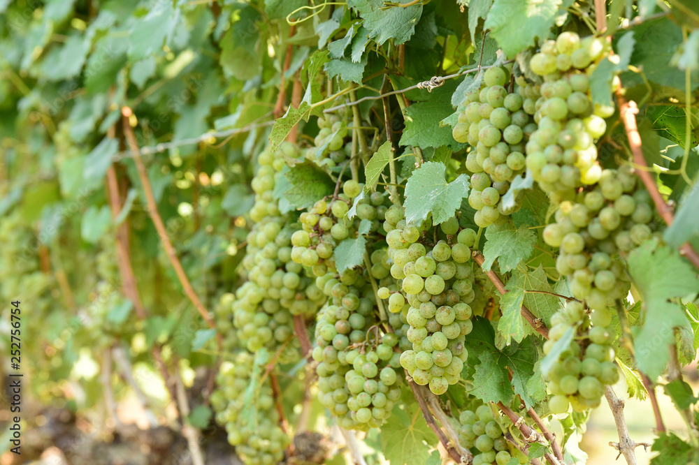 Vine and bunch of white grapes in garden