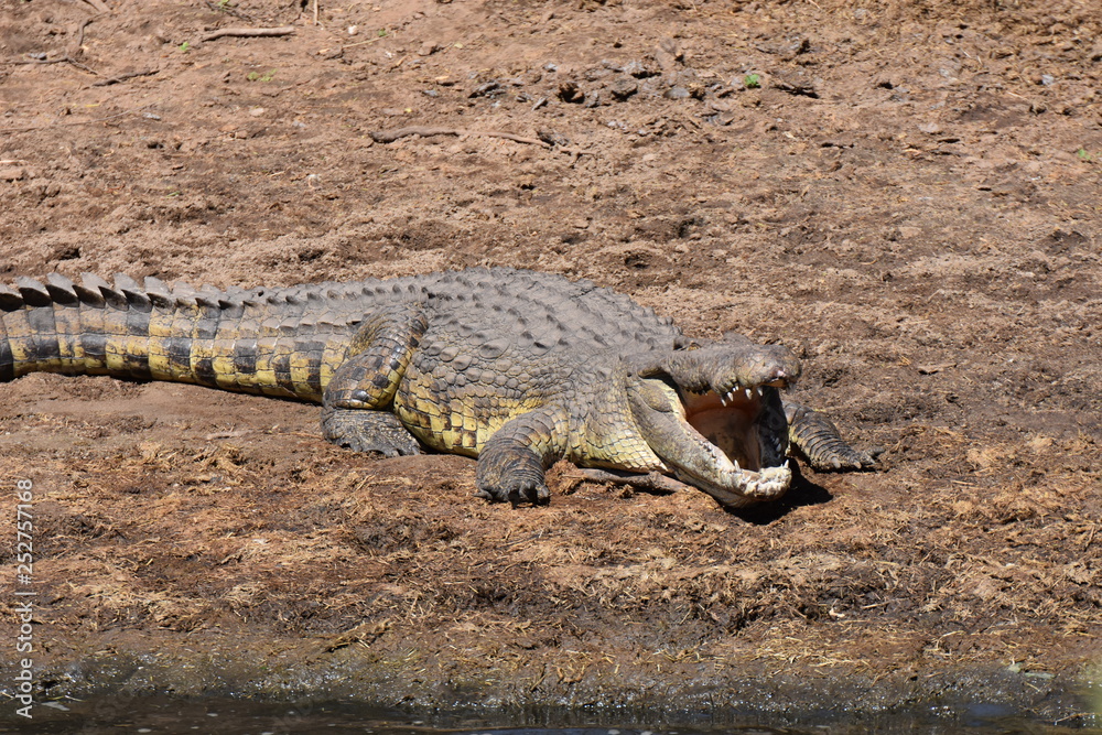 Fototapeta premium Nile crocodile in Serengeti National Park, Tanzania