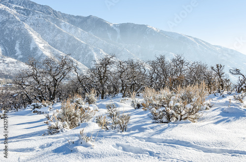 Fresh Snow On Mountains and Trees © Sue Smith