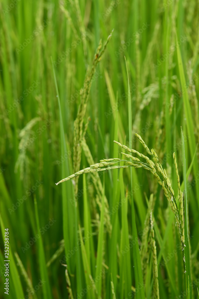 close up of ripening rice in a paddy field close up of ripening rice in a paddy field