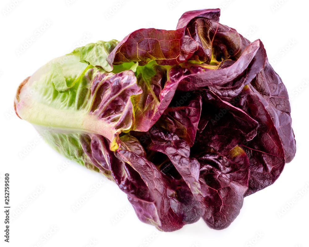 Obraz premium Purple lettuce leaf Head isolated on white background. Red Oakleaf lettuce salad