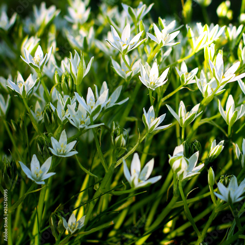 ornithogalum flowers. beautiful bloom in the spring garden. shooting at sunset. square