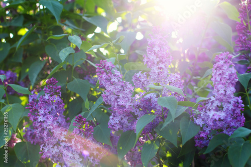 the sun s rays make their way through the beautifully blooming lilac bush. close-up