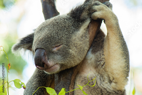 Photography Australian Koala