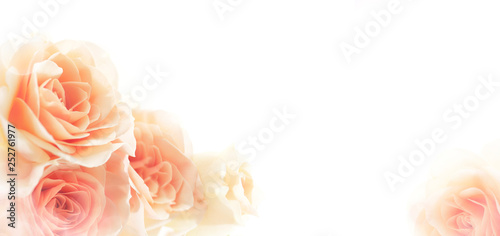 Fototapeta Naklejka Na Ścianę i Meble -  beautiful floral background of roses