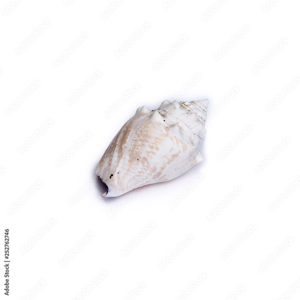 Sea Shell Isolated