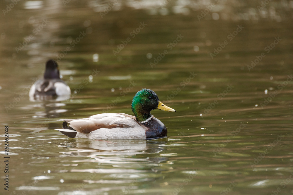 Wild duck on the water in bird sanctuary.