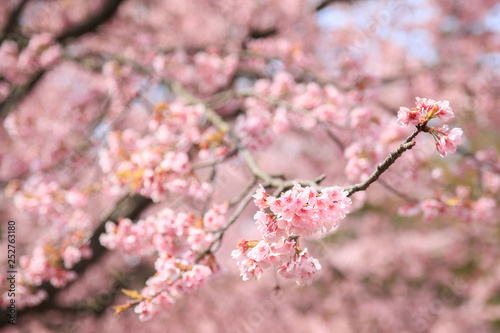 Sakura、桜グリーンセンターグリーンセンター、川口市 © sunny