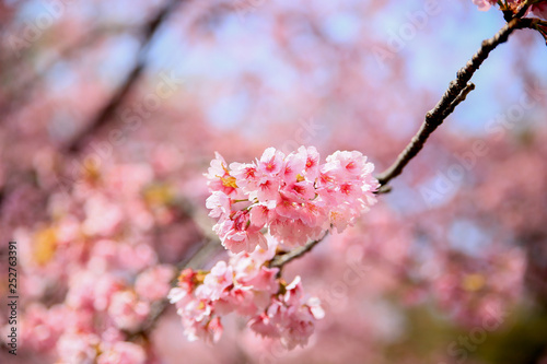 Sakura、桜グリーンセンターグリーンセンター、川口市