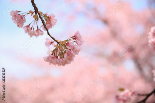 Sakura、桜グリーンセンターグリーンセンター、川口市
