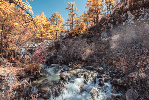 Colorful waterfall in autumn pine forest