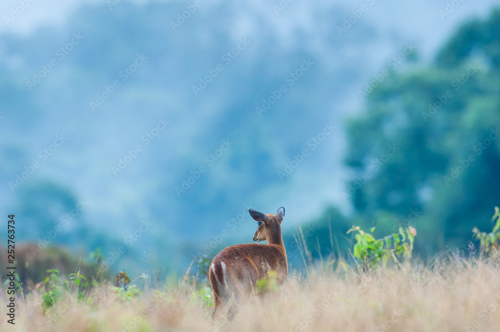 Baby Muntjac or Deer in the grassland in rainy season. Tropical forest