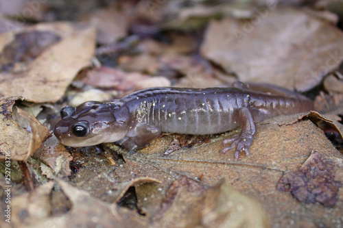 Arboreal Salamander Close Up (Aneides lugubris)